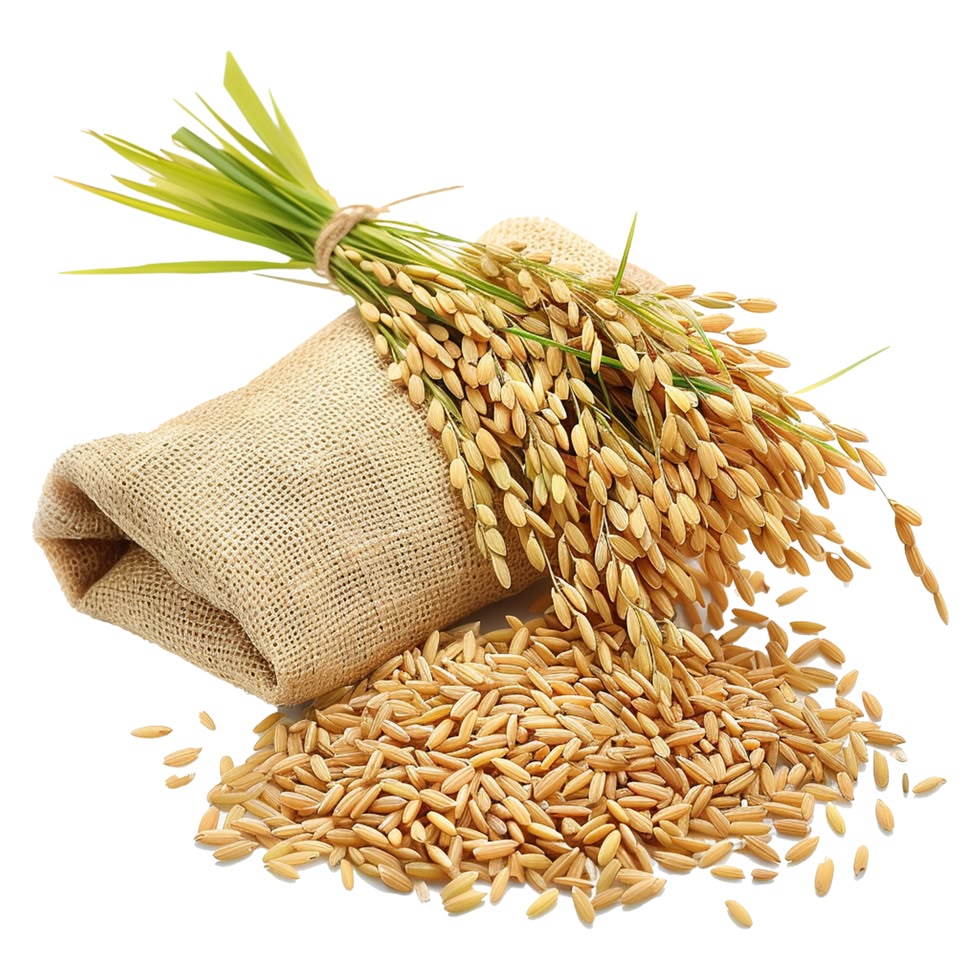 Paddy rice